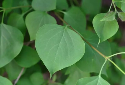  紫丁香（Syringa oblata Lindl.）
紫丁香是木犀科丁香属下的一种，原变种var. oblata，产于东北、华北、西北（除新疆）以至西南达四川西北部。长江以北各庭园普遍栽培。
紫丁香属于落叶灌木或小乔木，高可达5米；…