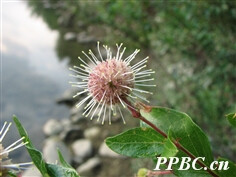 ?茜草科 Rubiaceae?>>?水团花属 Adina
水团花 Adina pilulifera
常绿灌木或小乔木。叶对生，厚纸质，椭圆形、椭圆状披针形、倒卵状长圆形或倒卵状披针形，长4-12厘米，先端短尖或渐尖，基部楔形，上面无毛，下面无毛或被疏柔毛，侧脉6-12对，脉腋有疏毛；叶柄长2-6毫米，无毛或被柔毛，托叶2裂，早落。头状花序腋生，稀顶生，（不计花冠)径4-6毫米；花序轴单生，不分枝；小苞片线形或线状棒形，无毛；花序梗长3-4.5厘米,中部以下有轮生小苞片5枚。萼筒被毛，萼裂片线状长圆形或匙形；花冠白色，窄漏斗状，冠筒被微柔毛，裂片卵状长圆形。果序径0.8-1厘米；蒴果楔形，长2-5毫米。种子长圆形，两端有窄翅?；ㄆ?-7月。
