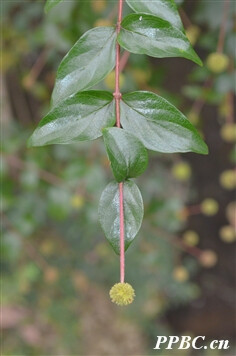 ?茜草科 Rubiaceae?>>?水团花属 Adina
水团花 Adina pilulifera
常绿灌木或小乔木。叶对生，厚纸质，椭圆形、椭圆状披针形、倒卵状长圆形或倒卵状披针形，长4-12厘米，先端短尖或渐尖，基部楔形，上面无毛，下面无毛或被疏柔毛，侧脉6-12对，脉腋有疏毛；叶柄长2-6毫米，无毛或被柔毛，托叶2裂，早落。头状花序腋生，稀顶生，（不计花冠)径4-6毫米；花序轴单生，不分枝；小苞片线形或线状棒形，无毛；花序梗长3-4.5厘米,中部以下有轮生小苞片5枚。萼筒被毛，萼裂片线状长圆形或匙形；花冠白色，窄漏斗状，冠筒被微柔毛，裂片卵状长圆形。果序径0.8-1厘米；蒴果楔形，长2-5毫米。种子长圆形，两端有窄翅?；ㄆ?-7月。
