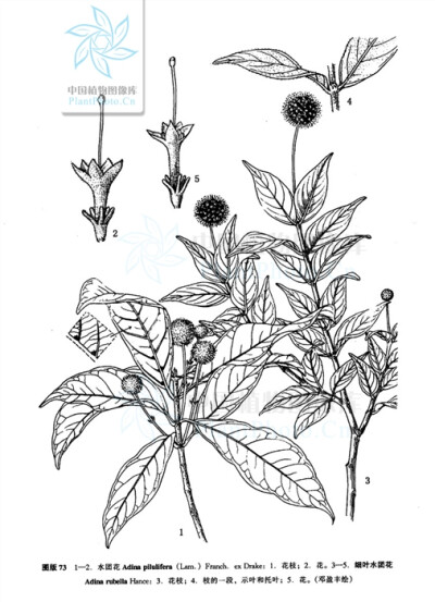  茜草科 Rubiaceae >> 水团花属 Adina
水团花 Adina pilulifera
常绿灌木或小乔木。叶对生，厚纸质，椭圆形、椭圆状披针形、倒卵状长圆形或倒卵状披针形，长4-12厘米，先端短尖或渐尖，基部楔形，上面无毛，下面无…