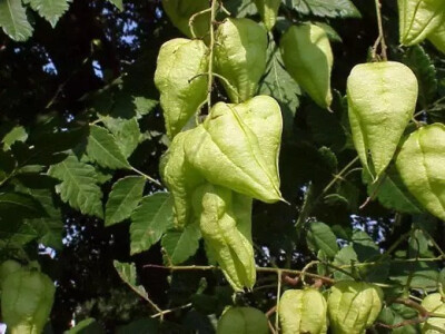  栾树（Koelreuteria paniculataLaxm.）
栾树是无患子科栾树属下的一种，产我国大部分省区，东北自辽宁起经中部至西南部的云南。世界各地有栽培。
栾树属于落叶乔木，高达15米，树皮厚，灰褐色至灰黑色，老时纵裂…