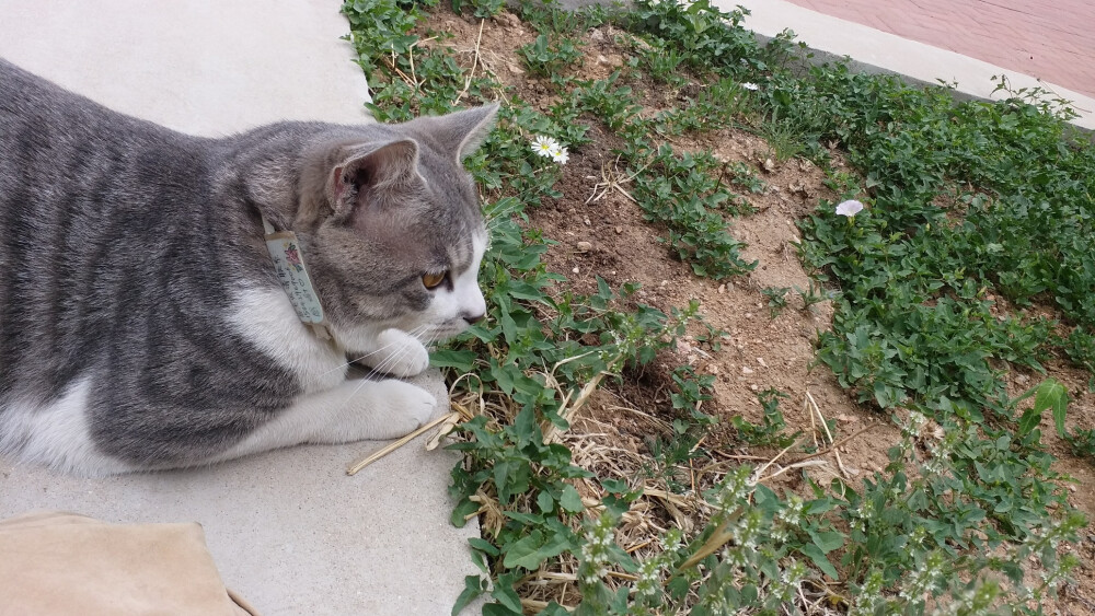 猫 萌宠 奶猫 治愈 可爱 毛孩子 铲屎官