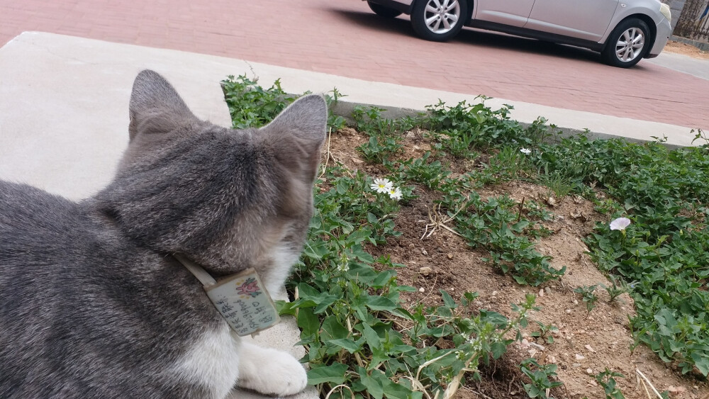 猫 萌宠 奶猫 治愈 可爱 毛孩子 铲屎官