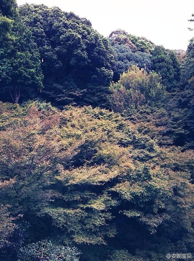 写作也一样。写作有不同范畴，一些作家喜欢科幻、玄幻，或者政治类的，无可置疑，这都是需要的。没有哪类写作是最好最适宜的，不同写作者有自己不同的任务。但对我来说，写作要注重一个人、一个个体的完善。这种个体完善首先从自身出发，再传播出去。这就是一个信号，可能很微弱，起不了大的作用，但它确实存在，也许会对一些人发生作用。
止庵：这个说得很好。或者换个角度更容易理解刚才的话，就是入世和出世，早年的作品其实没现在的这么入世。入世经常被解读为，对某个政治问题、某个时事特别关心，其实入世是人与世界、生活之间的关系。
这本书和《素年锦时》相比，最明显的差异就是它更入世。日常生活、每天朝夕相处的生活，在这里体现得更多。我这个理解对吗，你怎么看两者之间的关系。