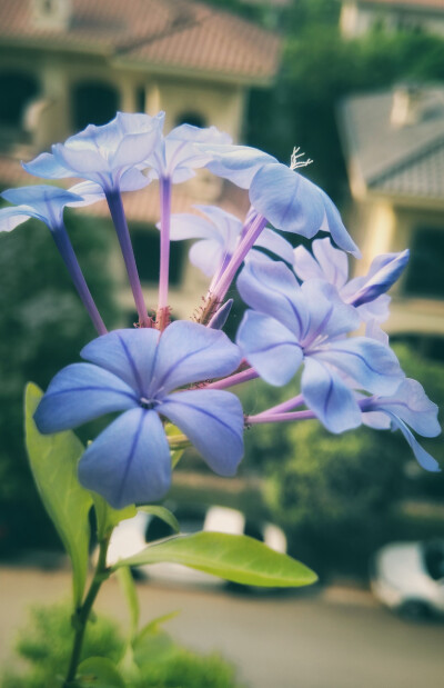 蓝雪花，夏日里的一抹清凉。