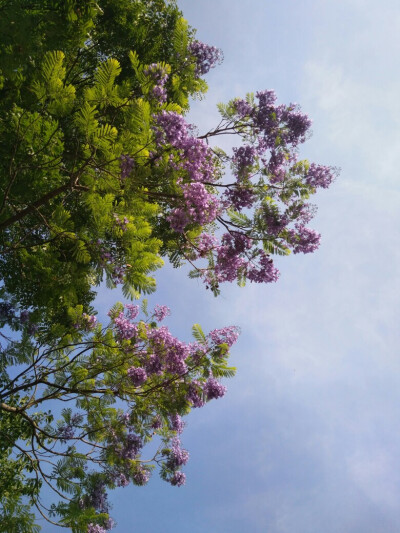 蓝花楹