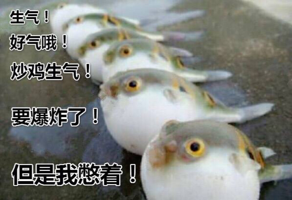 生气 表情包