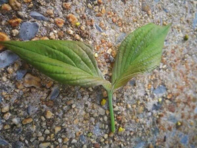 花水木叶子