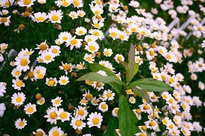 花，向日葵，小雏菊