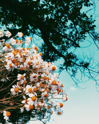 花，向日葵，小雏菊