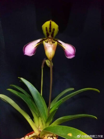 Paphiopedilum tigrinum 虎斑兜兰 初开 ​​​