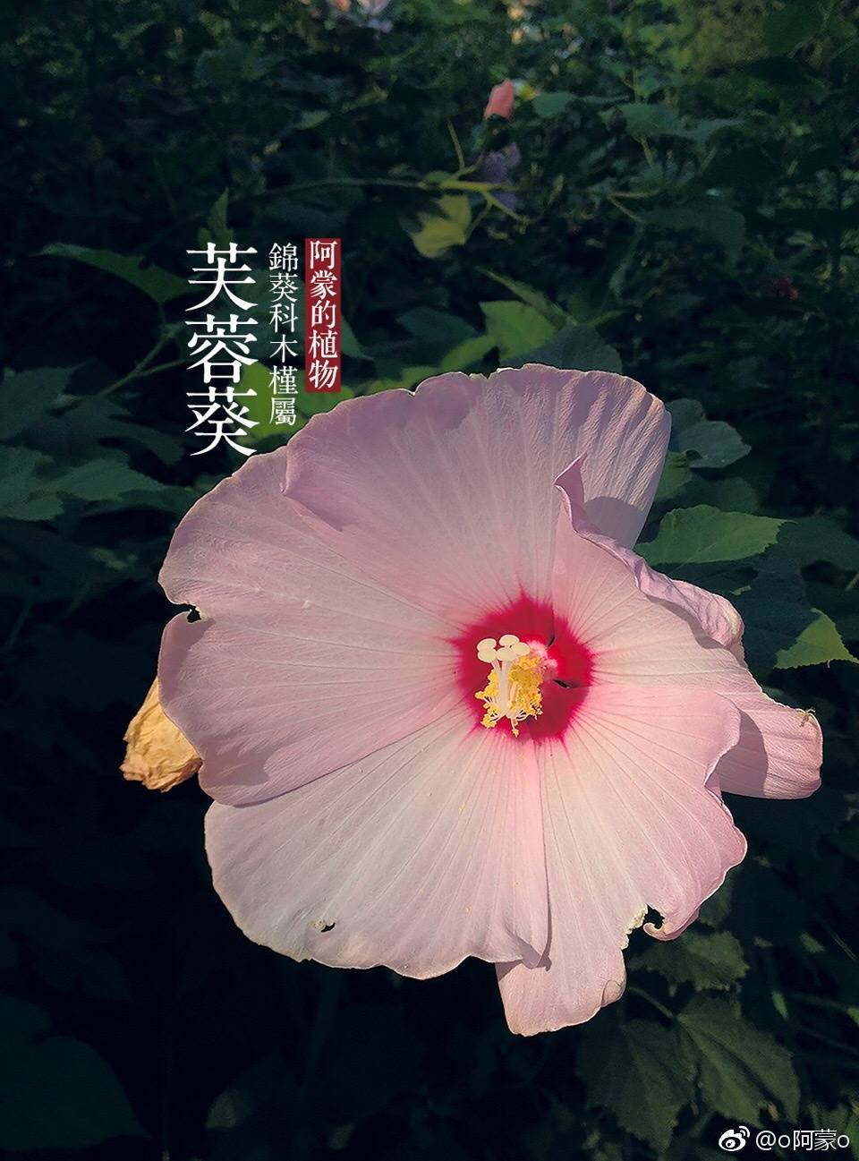 芙蓉葵