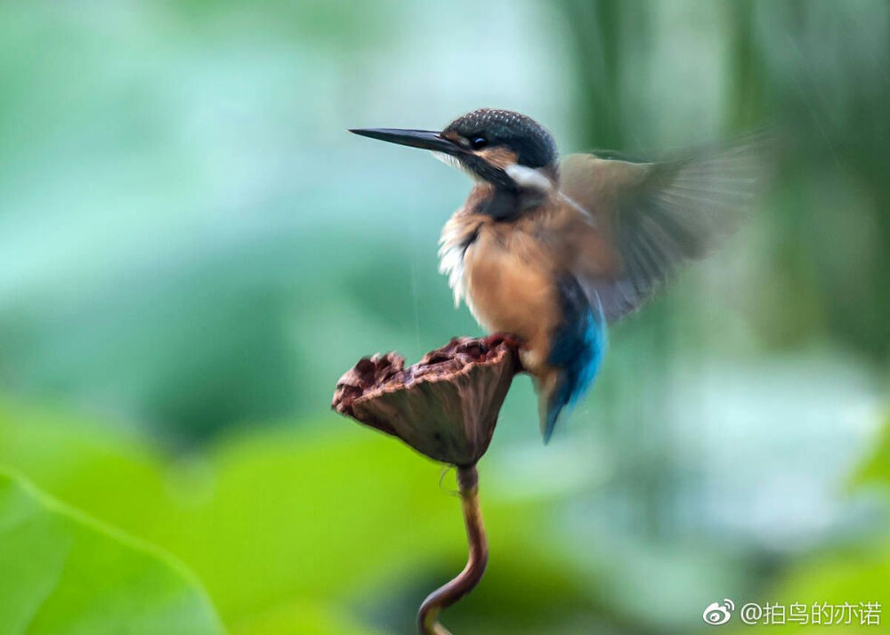 翠鸟