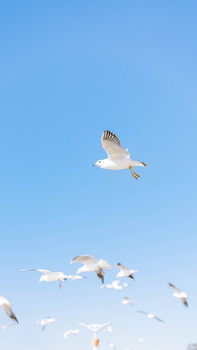 夏天壁纸