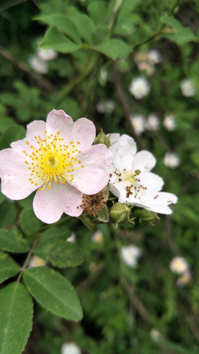 路边花和野果