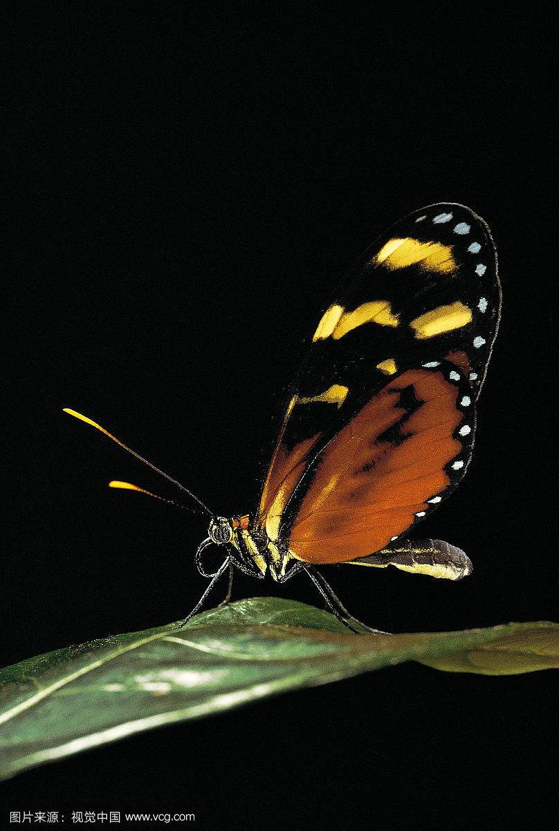 圣歌女神裙绡蝶（mechanitis polymnia），又名橙班翅虎。