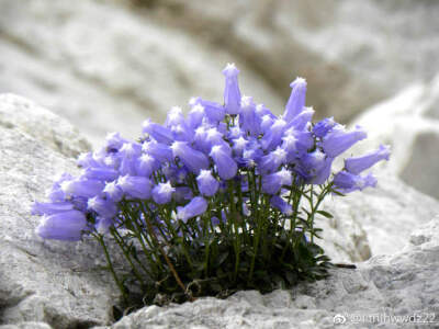 佐伊斯风壶草（Favratia zoysii）为桔梗科多年生宿根植物，同种异名：Campanula zoysii〖由瑞士植物学家Heinrich Feer（1857～1892）于1890年重新归类〗，英语常称：佐伊斯风铃草（Zois' Bellflower）、佐伊斯蓝铃花…