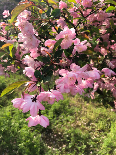 垂丝海棠