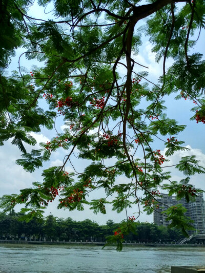 英雄花开