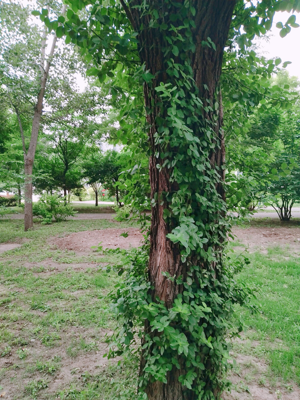 中国农业大学