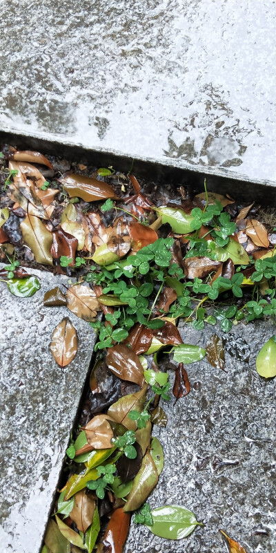 雨季