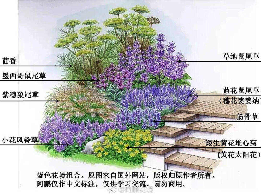 蓝色花境