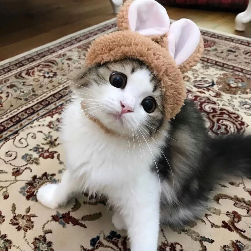 可爱猫咪搞怪头像