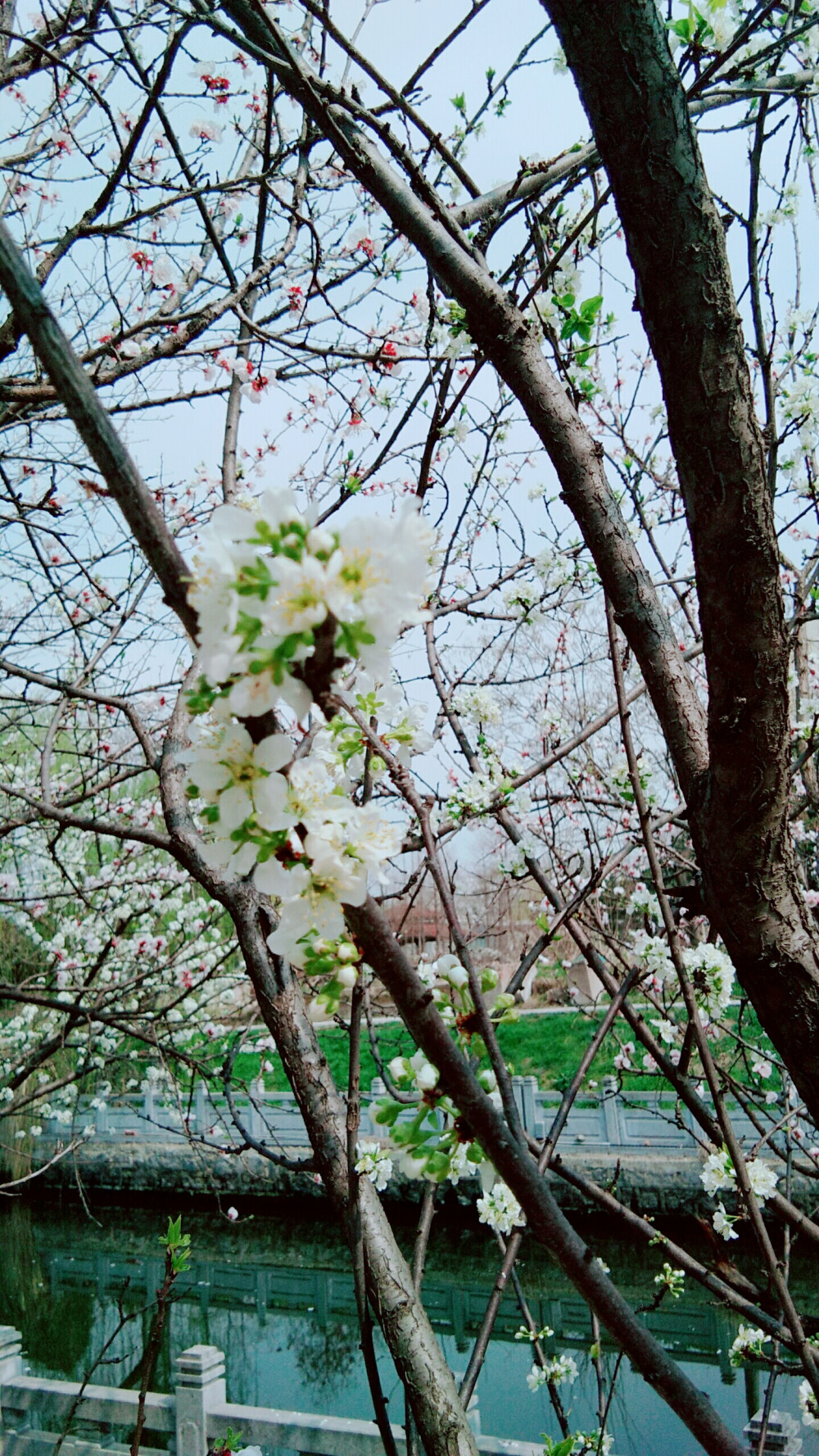 云想衣裳花想容，春风拂槛露华浓