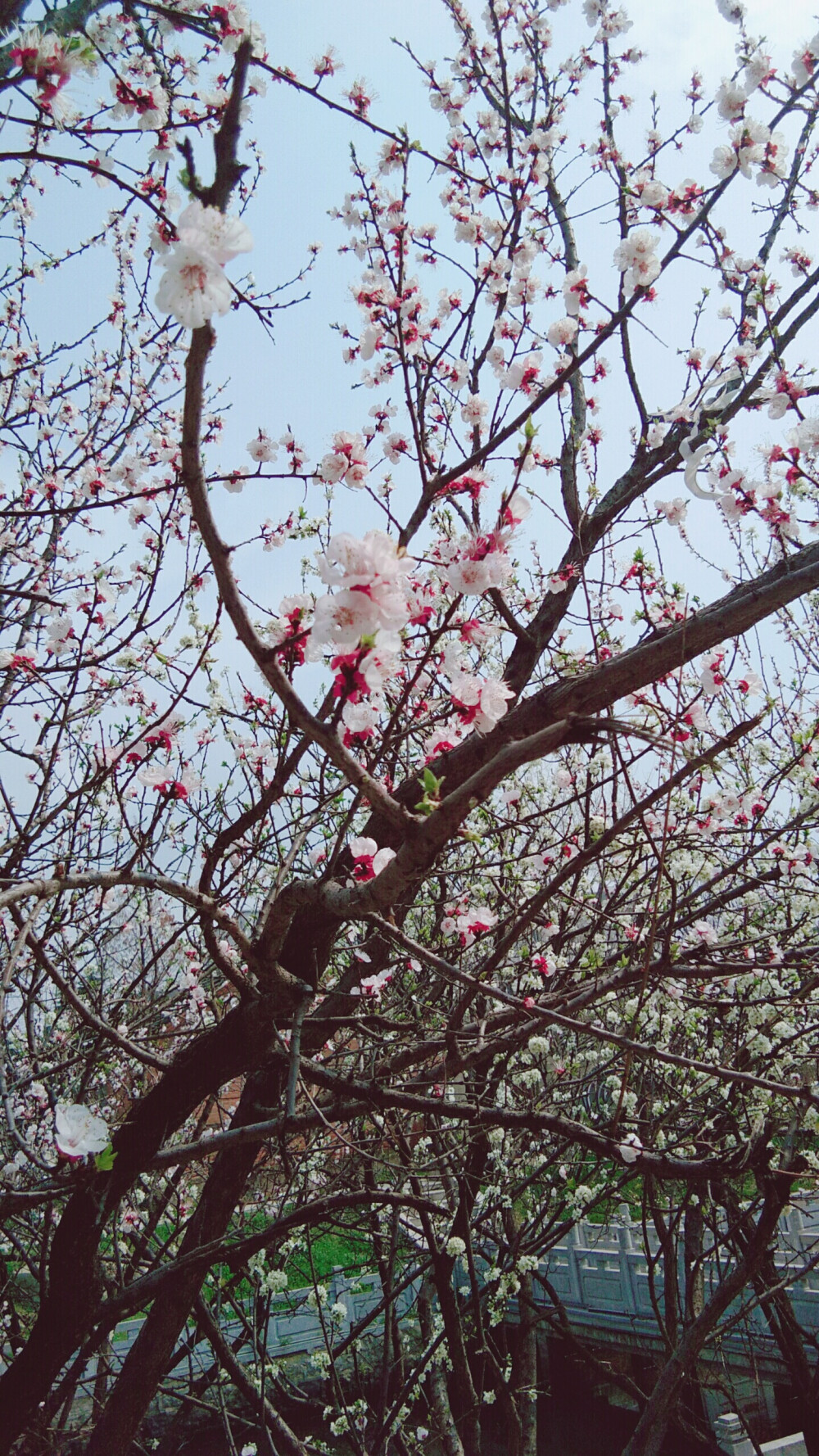 云想衣裳花想容，春风拂槛露华浓