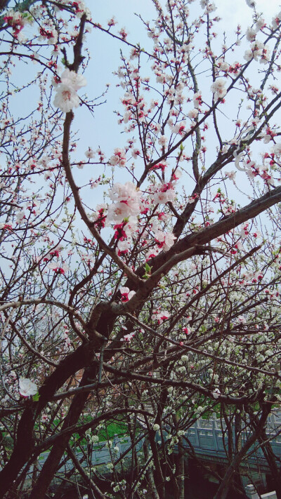 云想衣裳花想容，春风拂槛露华浓