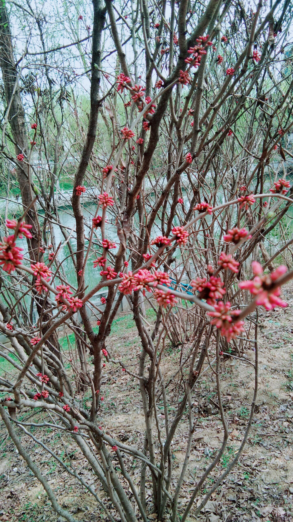 云想衣裳花想容，春风拂槛露华浓