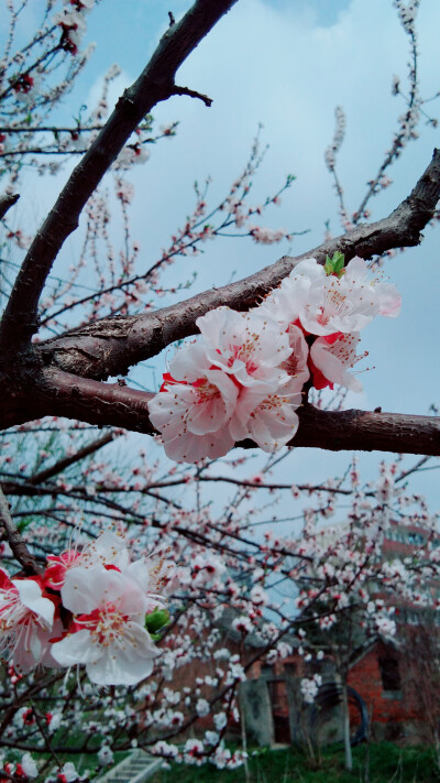 云想衣裳花想容，春风拂槛露华浓