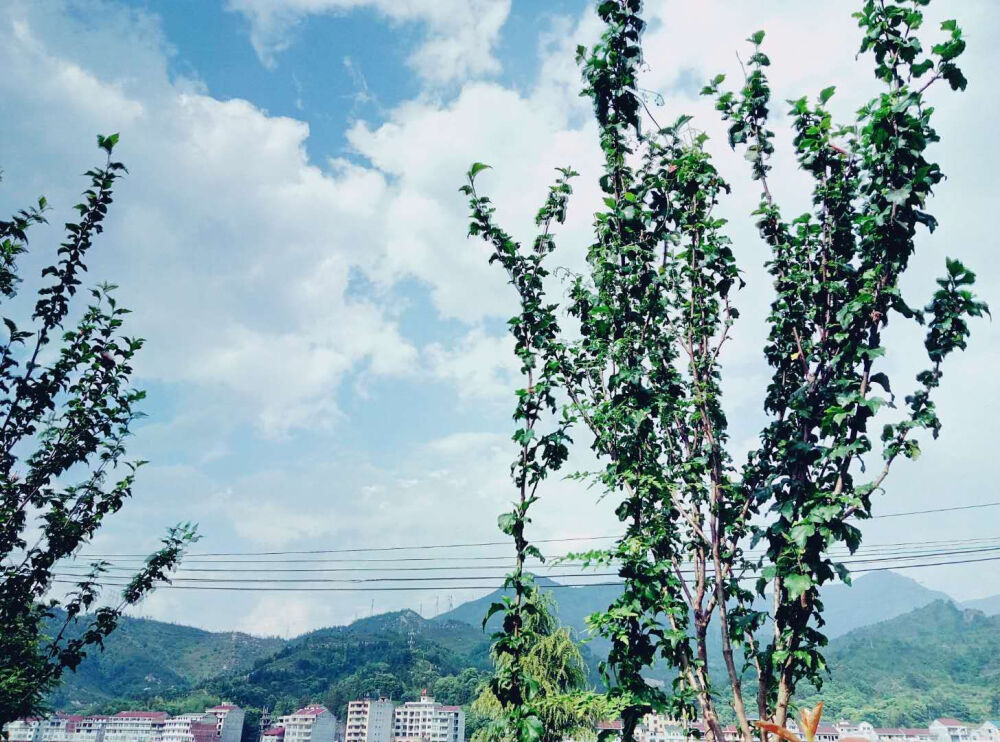 雨后的景色总是很不错