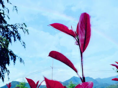 雨后的景色总是很不错