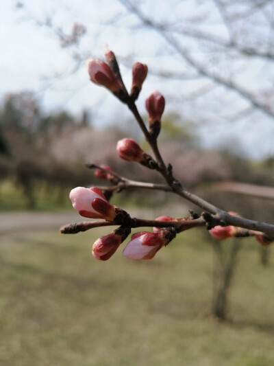 桃花