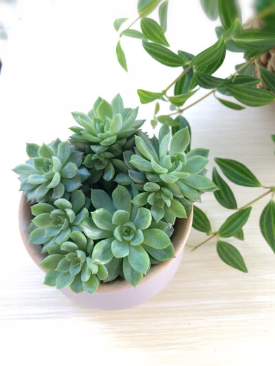 植物。多肉 2018.5.20