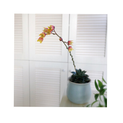 植物。多肉 2018.5.20