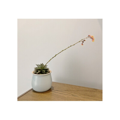 植物。多肉 2018.5.20