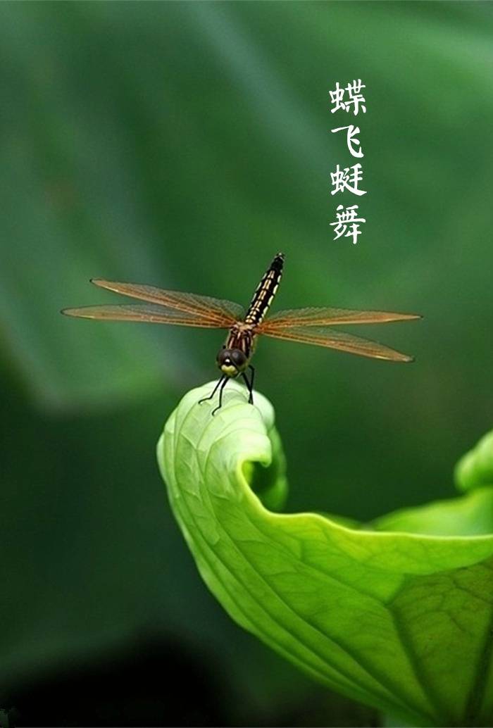 【中国节气：小满】夏靜风和，蝶飞蜓舞，荷叶如盖。雨幕如帘，苔痕染碧。桑葚红手，枇杷黄澄。沐汤单衣，日暮乘凉。《月令七十二候集解》中说：四月中，小满者，物至于此小得盈满。