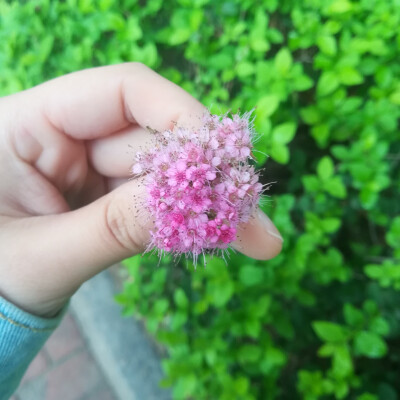 粉花绣线菊