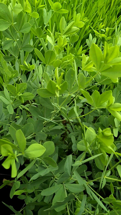 杭子梢（学名：Campylotropis macrocarpa）为豆科杭子梢属下的一个种。