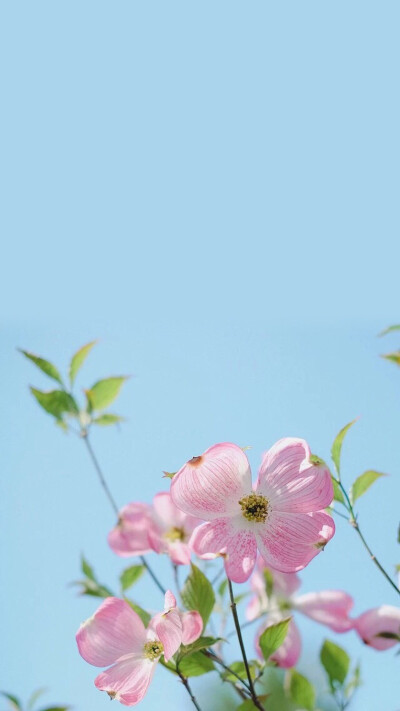 ❣️ꔛꕀiPhone Wallpaper⊰⊱❁❀✿❃✼✠ꔚ