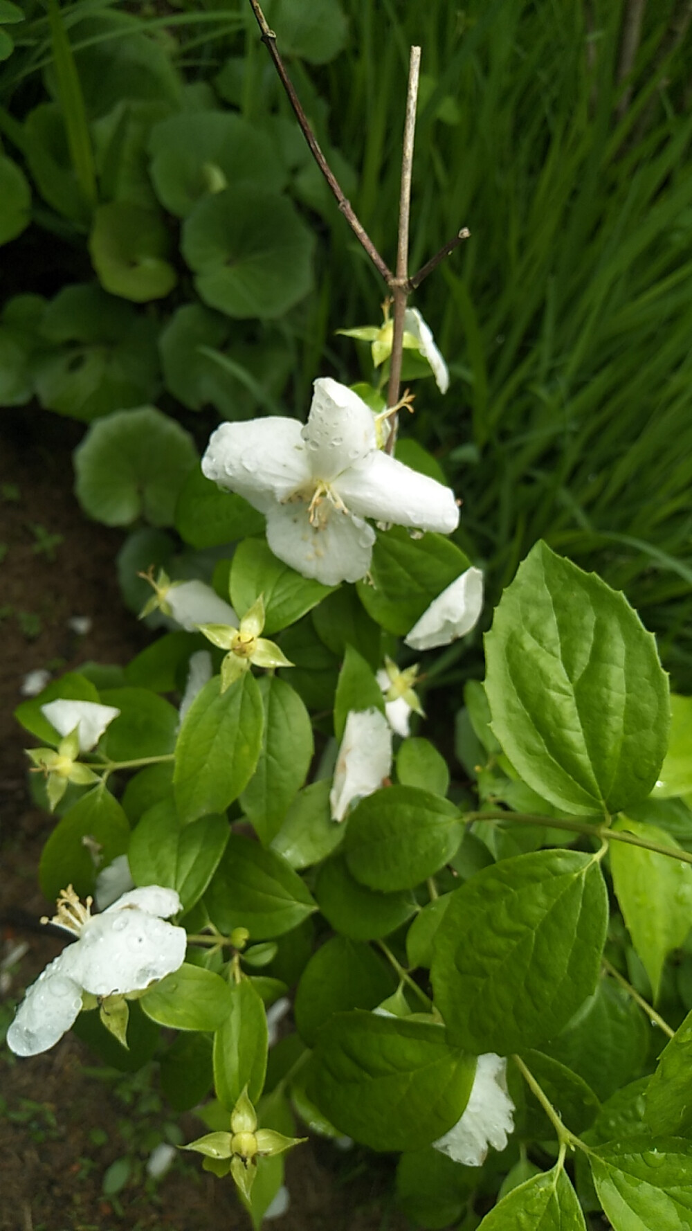 山梅花（学名：Philadelphus incanus），为虎耳草科山梅花属下的一个植物种。