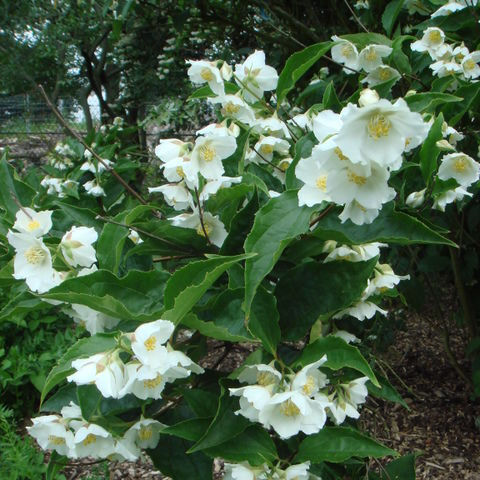 山梅花（学名：Philadelphus incanus），为虎耳草科山梅花属下的一个植物种。