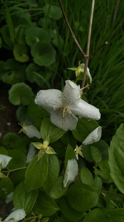 山梅花（学名：Philadelphus incanus），为虎耳草科山梅花属下的一个植物种。