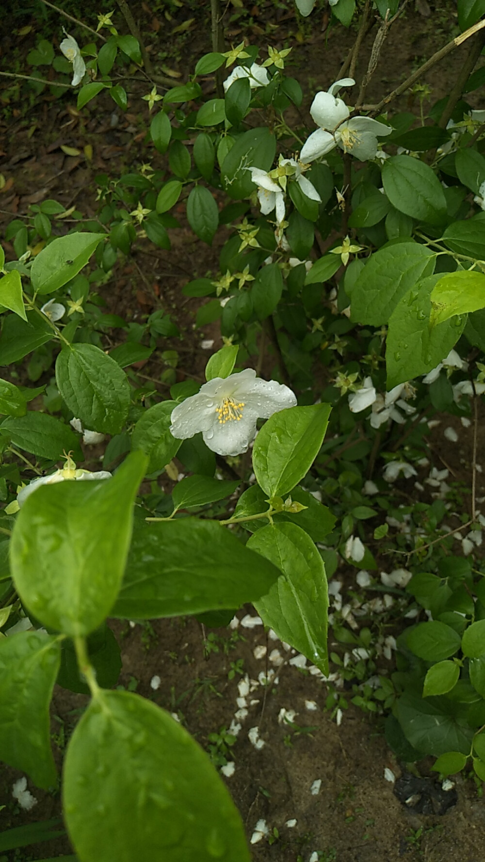 山梅花（学名：Philadelphus incanus），为虎耳草科山梅花属下的一个植物种。