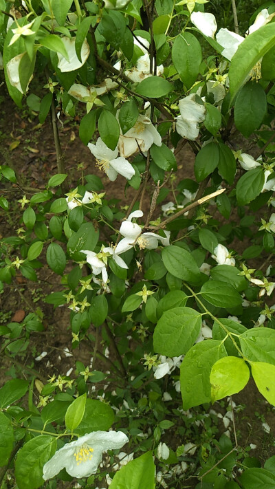 山梅花（学名：Philadelphus incanus），为虎耳草科山梅花属下的一个植物种。