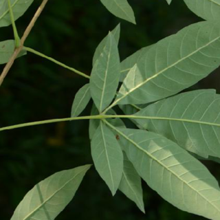 牡荆（读音：[mǔ jīng] 学名：Vitex negundo L.）为落叶灌木或小乔木。小枝方形，密生灰白色绒毛。叶对生，掌状5出复叶，小叶片边缘有多数锯齿，无毛或稍有毛。圆锥状花序顶生；花萼钟形，顶端有5齿裂；花冠淡紫色…