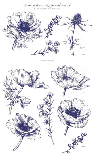手绘彩铅钢笔黑白线稿花卉果实叶子临摹学习PNG图片临摹素材20