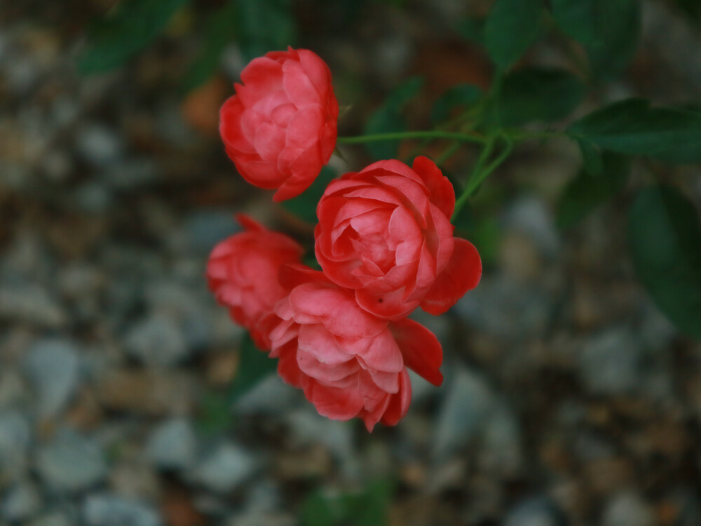 从化民宿里的花